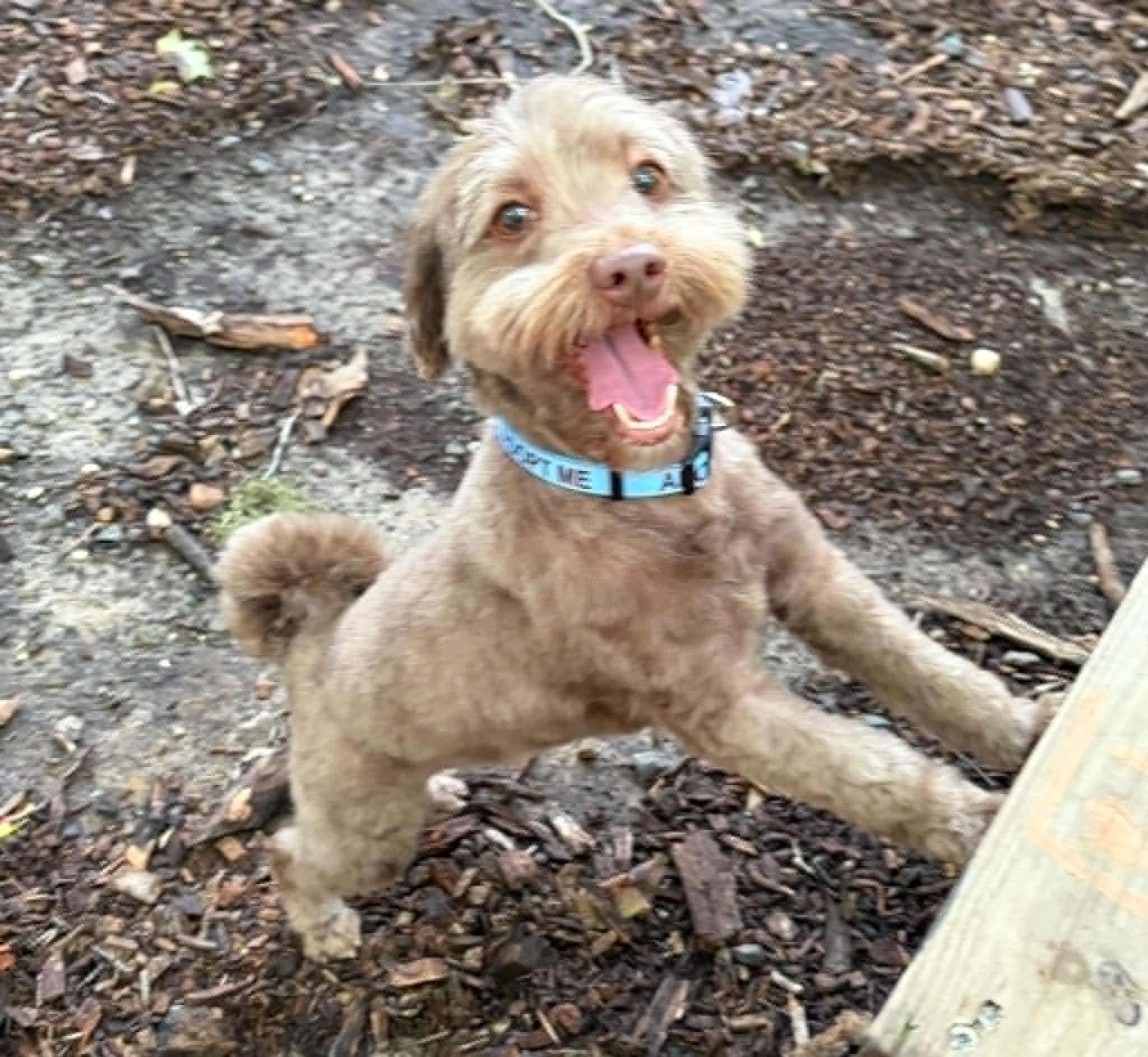 Elwood and Jake, an adopted Poodle in Sunderland, MD image 5/6