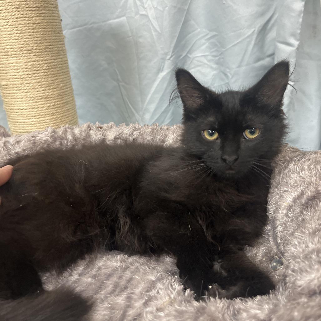 John, Adoptable, Young Male Domestic Medium Hair.