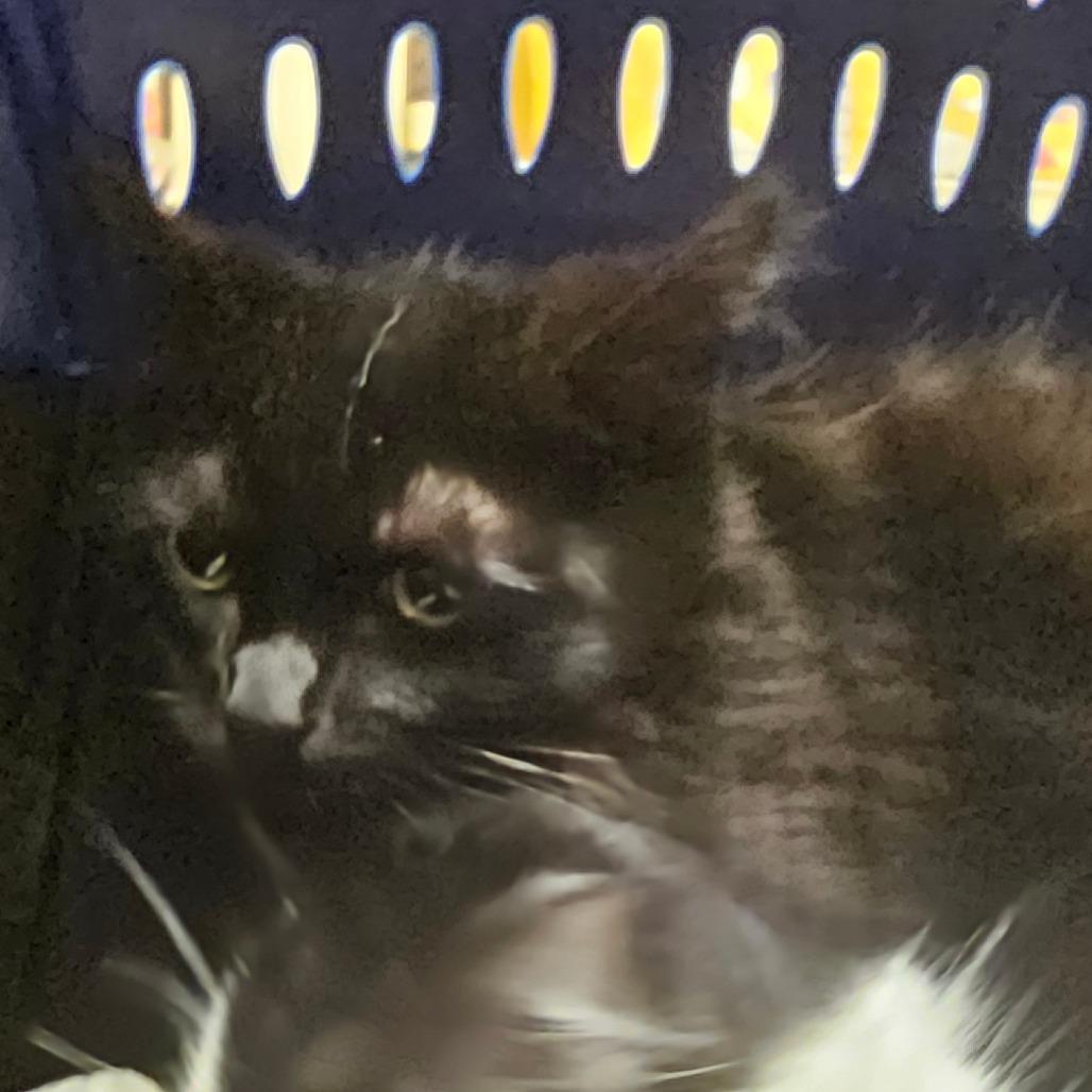 Enlarge John, a Adoptable Domestic Medium Hair in Melrose, FL image 2/3