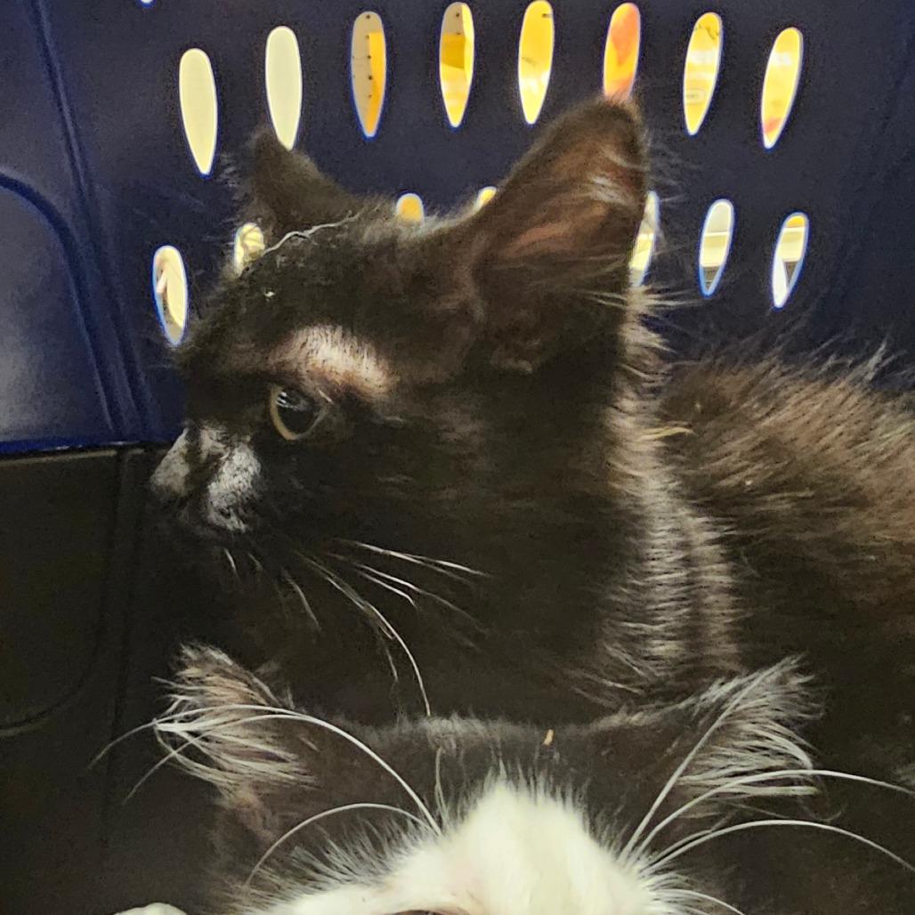 Enlarge John, a Adoptable Domestic Medium Hair in Melrose, FL image 3/3