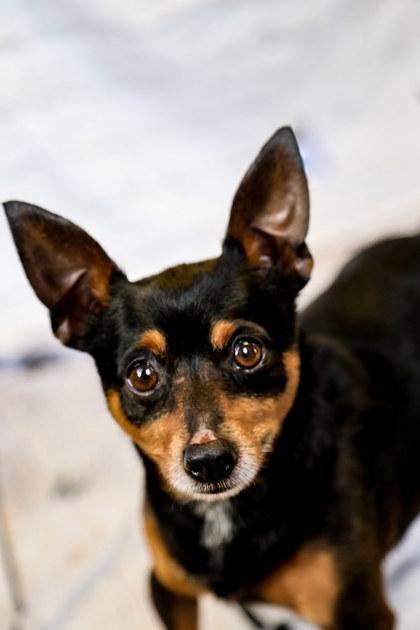 Sam, Adoptable, Young Male Chihuahua & Mixed Breed.