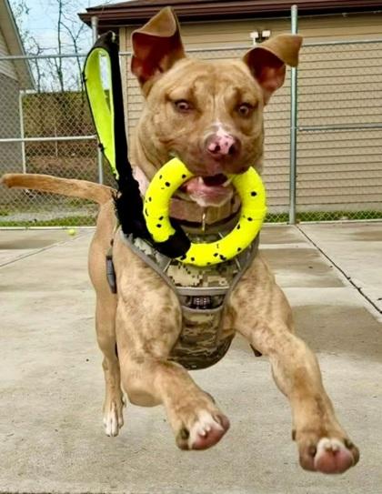 Enlarge Pharoh, a Adoptable mixed breed in Parma, OH image 1/3