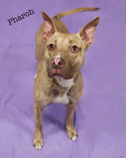 Enlarge Pharoh, a Adoptable mixed breed in Parma, OH image 2/3