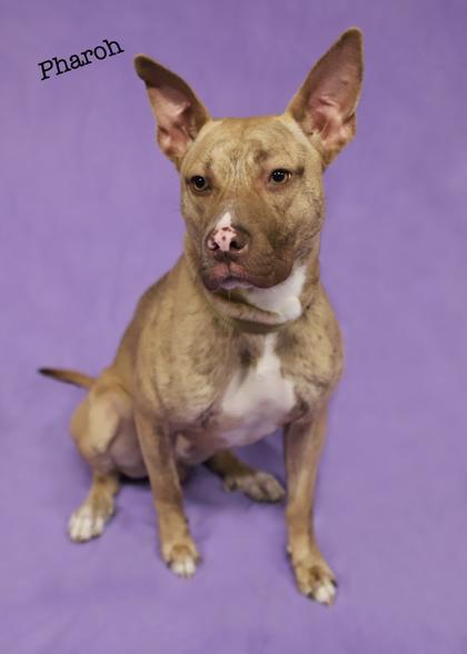 Enlarge Pharoh, a Adoptable mixed breed in Parma, OH image 3/3