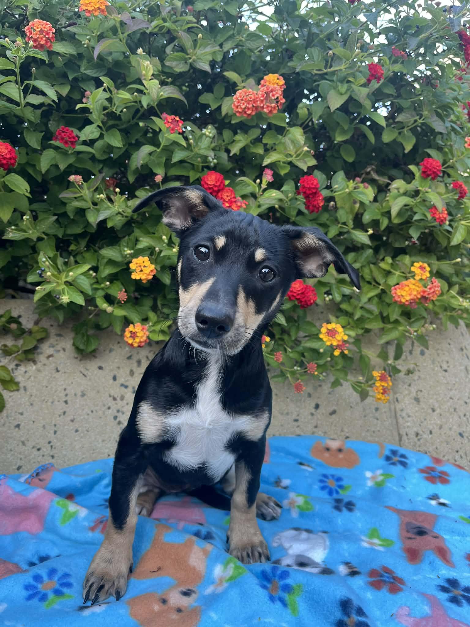 Burpee, a Adoptable mixed breed in San Jose, CA image 1/3