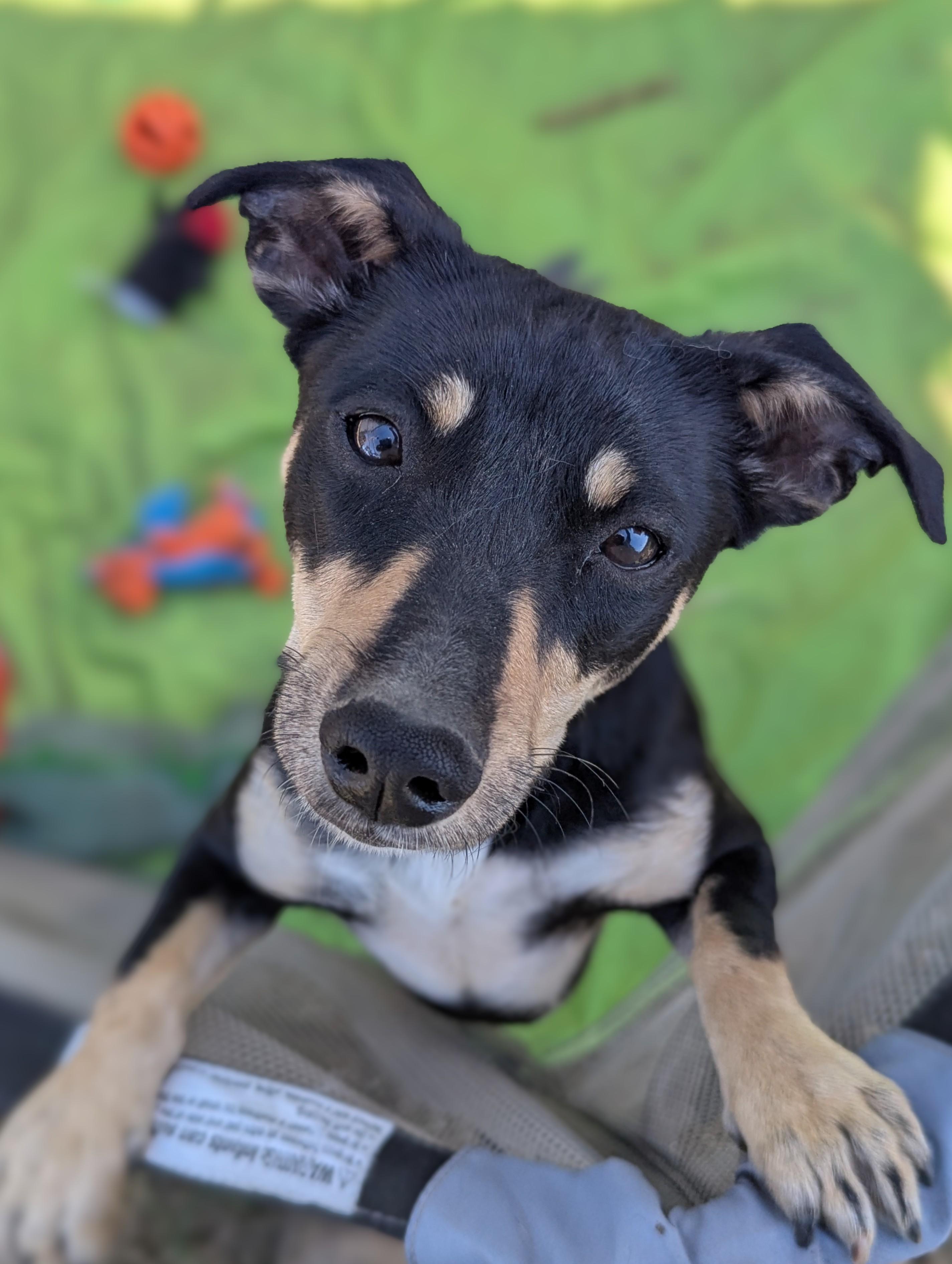 Burpee, Adoptable, Puppy Female Chihuahua.