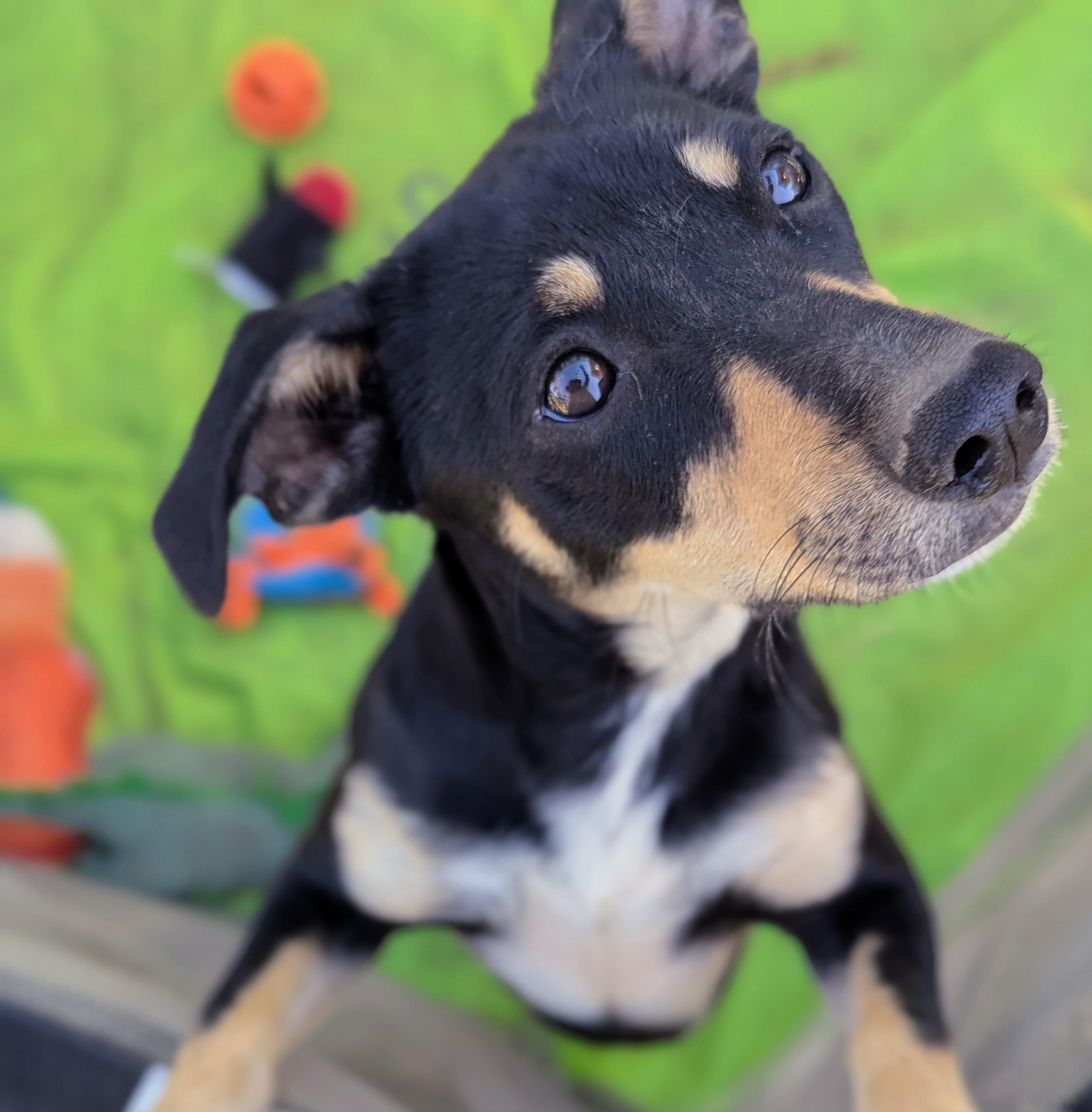 Burpee, a Adoptable mixed breed in San Jose, CA image 5/5