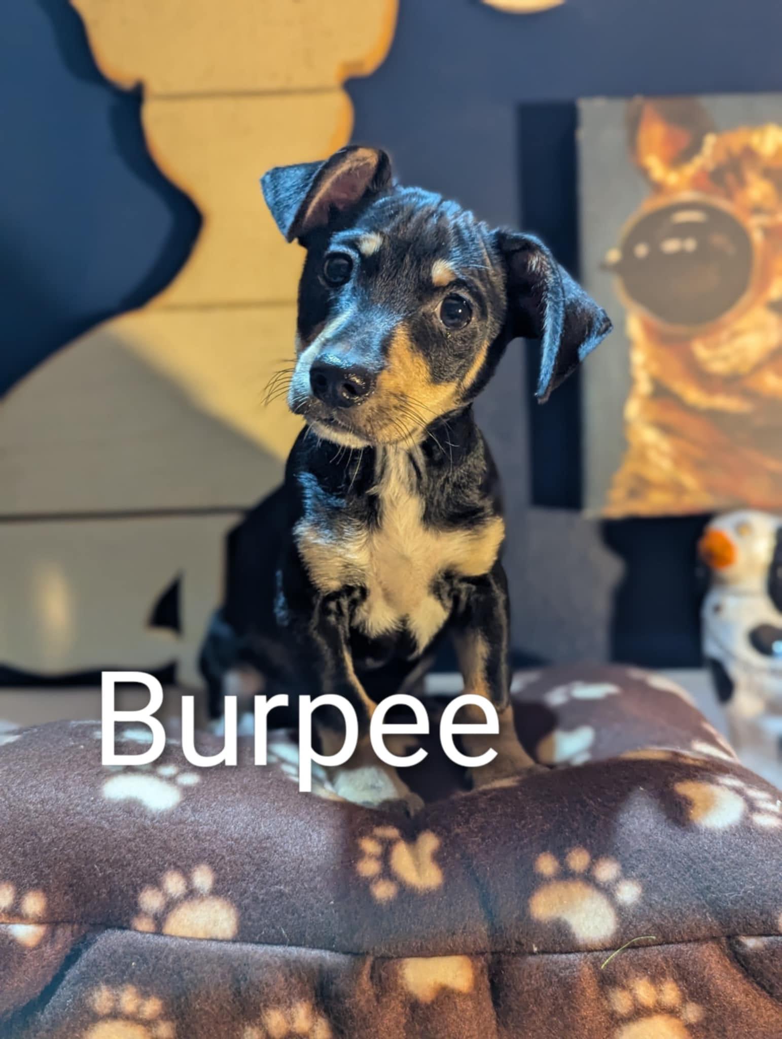 Burpee, Adoptable, Puppy Female Chihuahua.