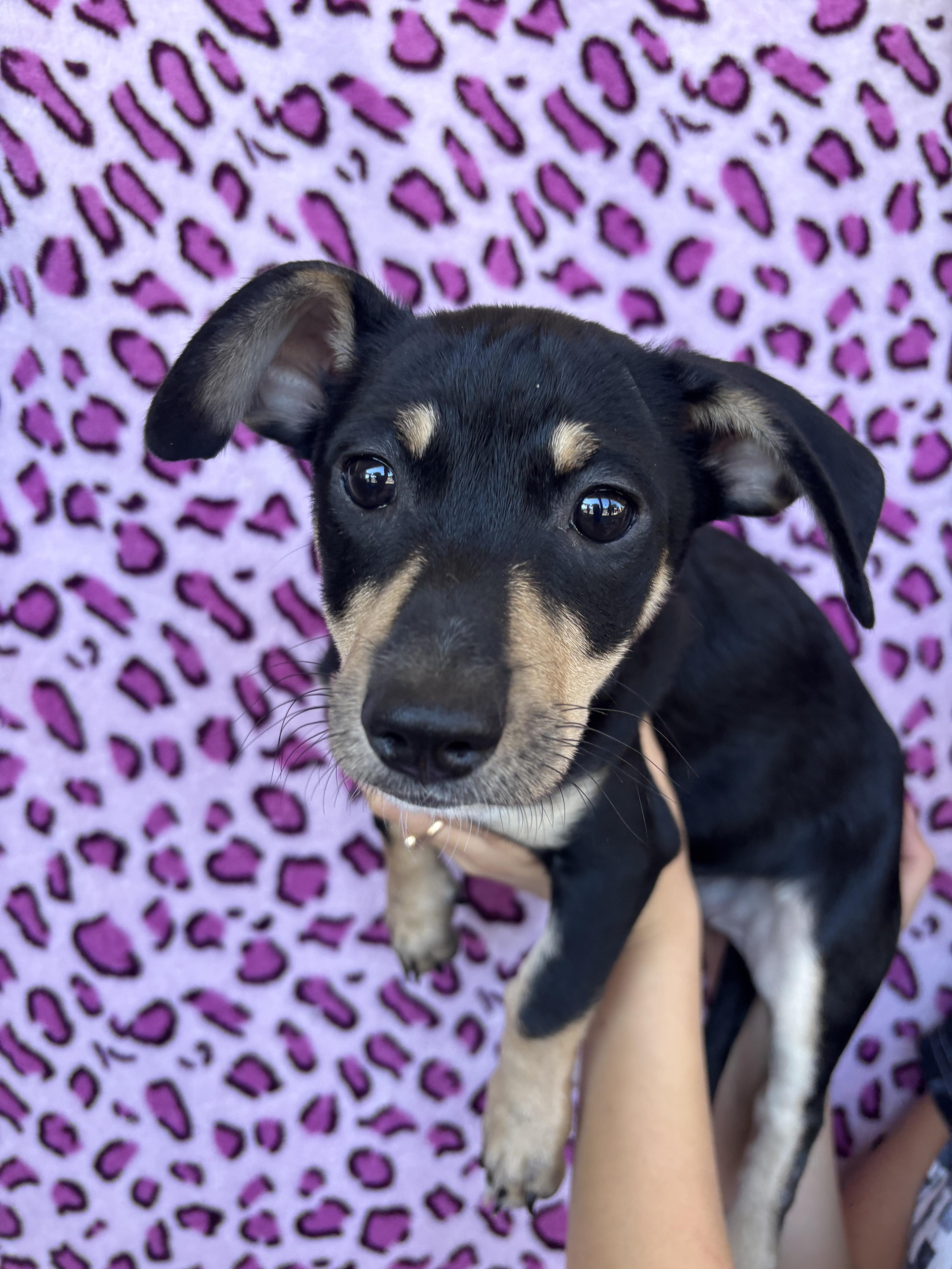 Burpee, a Adoptable mixed breed in San Jose, CA image 1/2