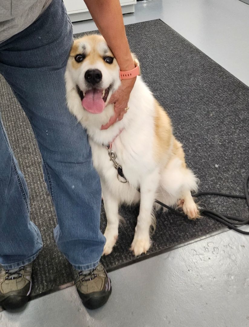 Enlarge Katie, a Adopted mixed breed in Smithville, MO image 1/5