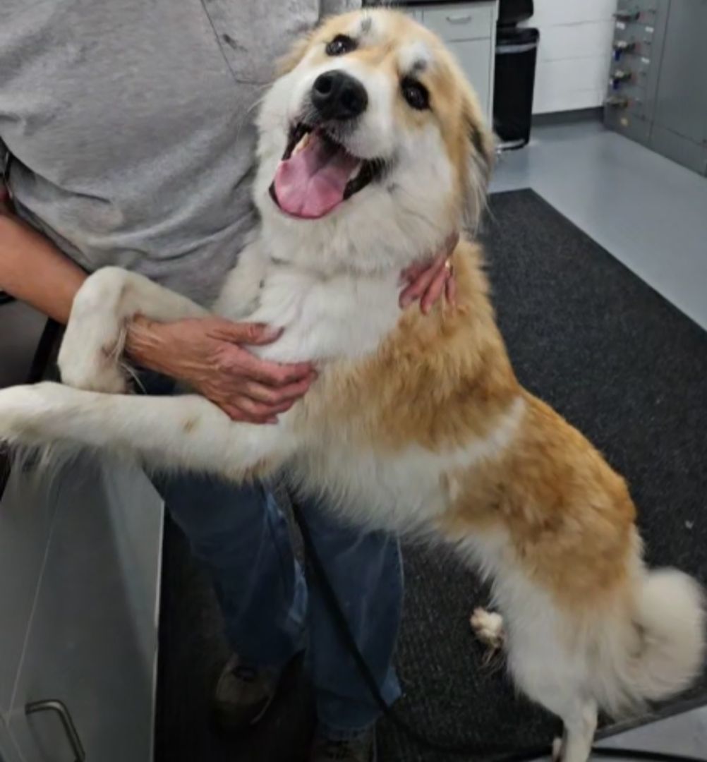 Enlarge Katie, a Adopted mixed breed in Smithville, MO image 2/5