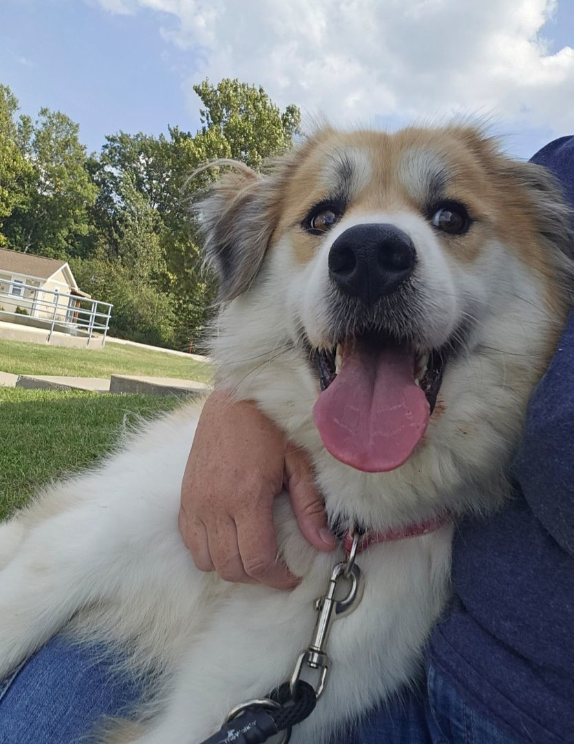 Enlarge Katie, a Adopted mixed breed in Smithville, MO image 3/5