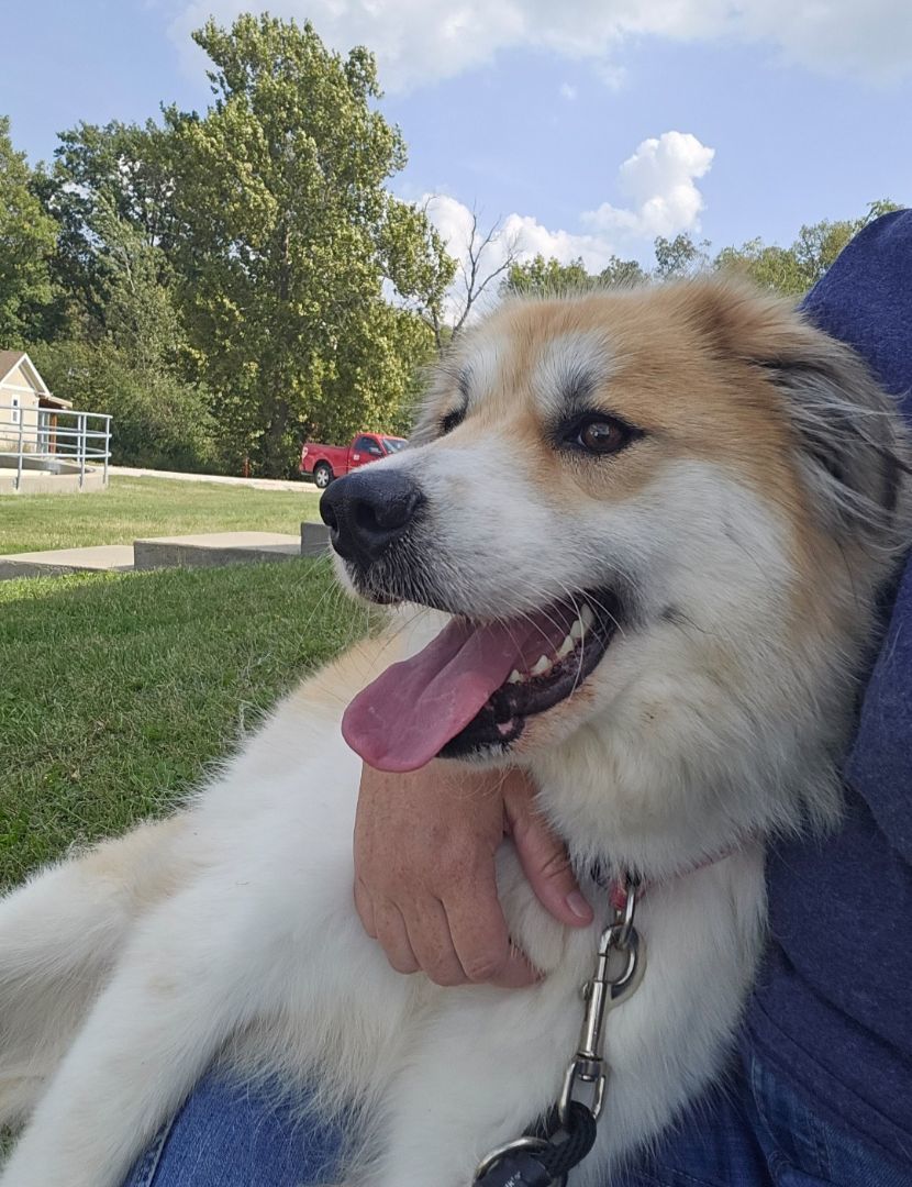 Enlarge Katie, a Adopted mixed breed in Smithville, MO image 4/5