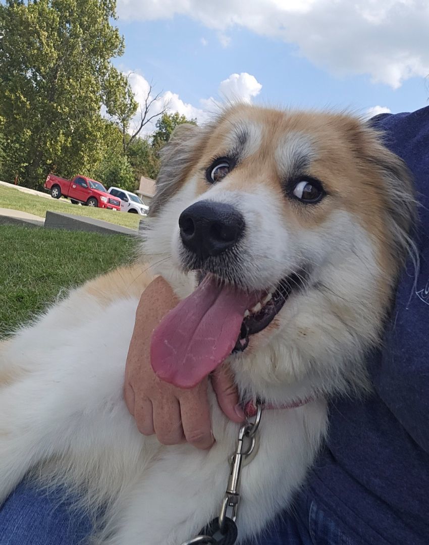 Enlarge Katie, a Adopted mixed breed in Smithville, MO image 5/5