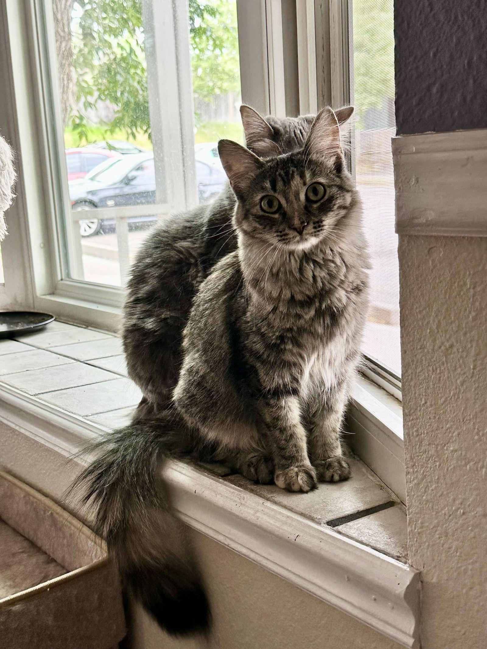 Saigon, Adoptable, Young Female Domestic Medium Hair & Tortoiseshell.