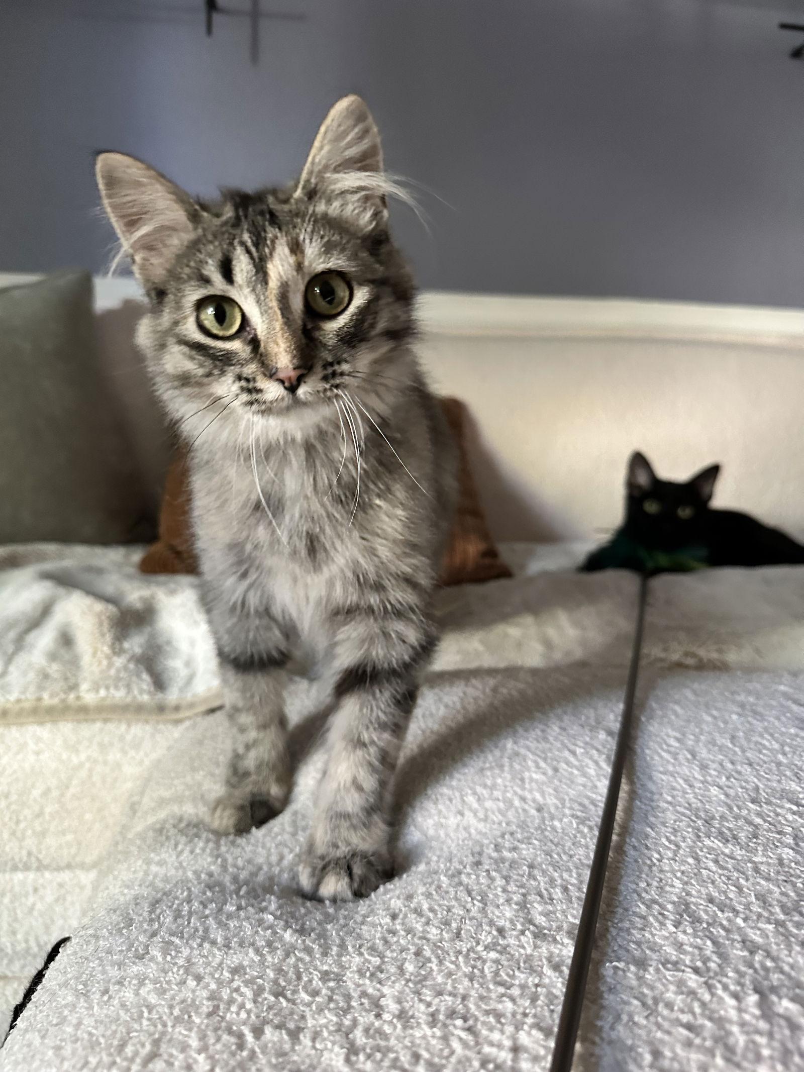 Enlarge Saigon, a Adoptable mixed breed in Aurora, CO image 2/3