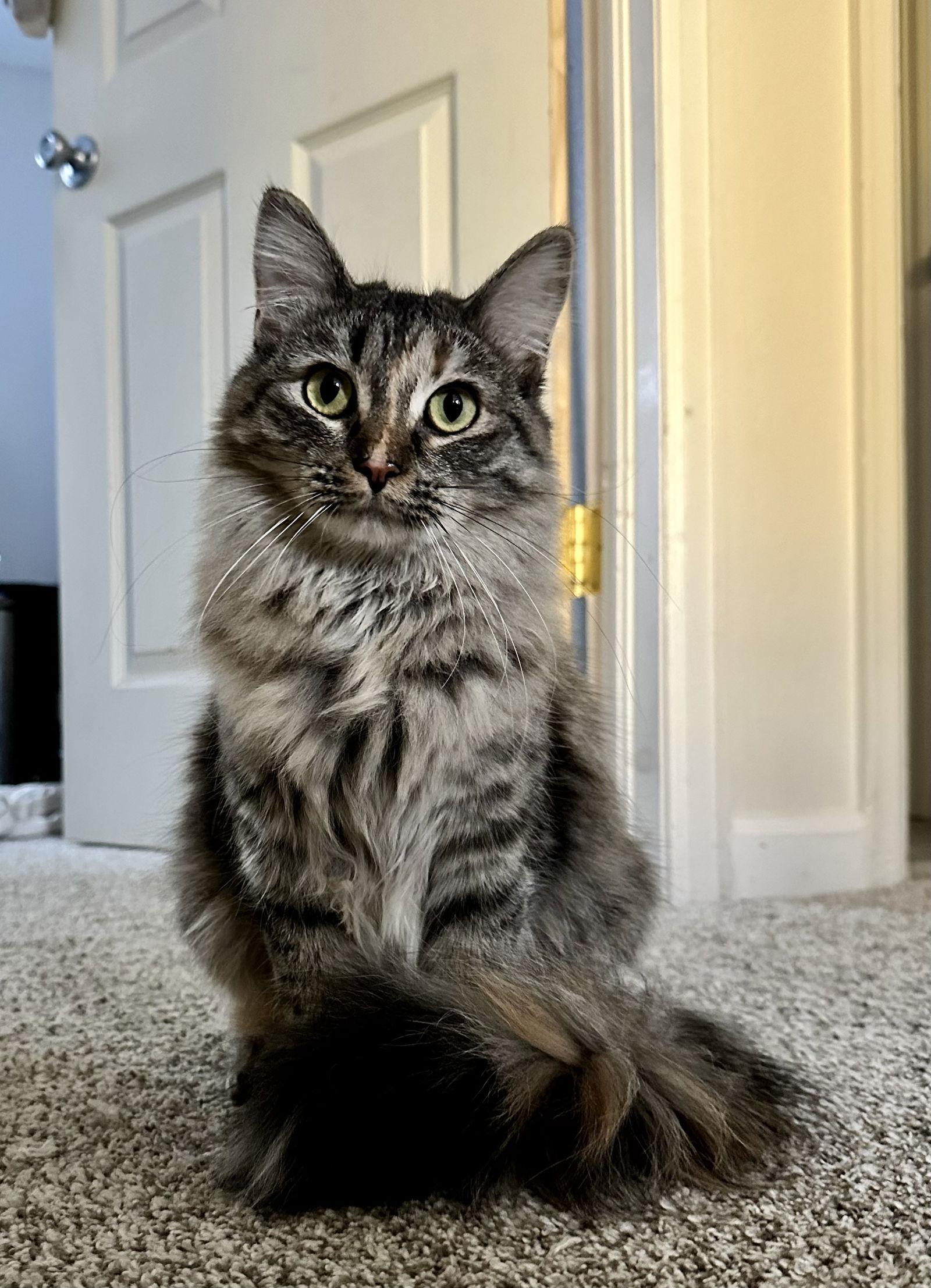 Enlarge Saigon, a Adoptable mixed breed in Aurora, CO image 3/3