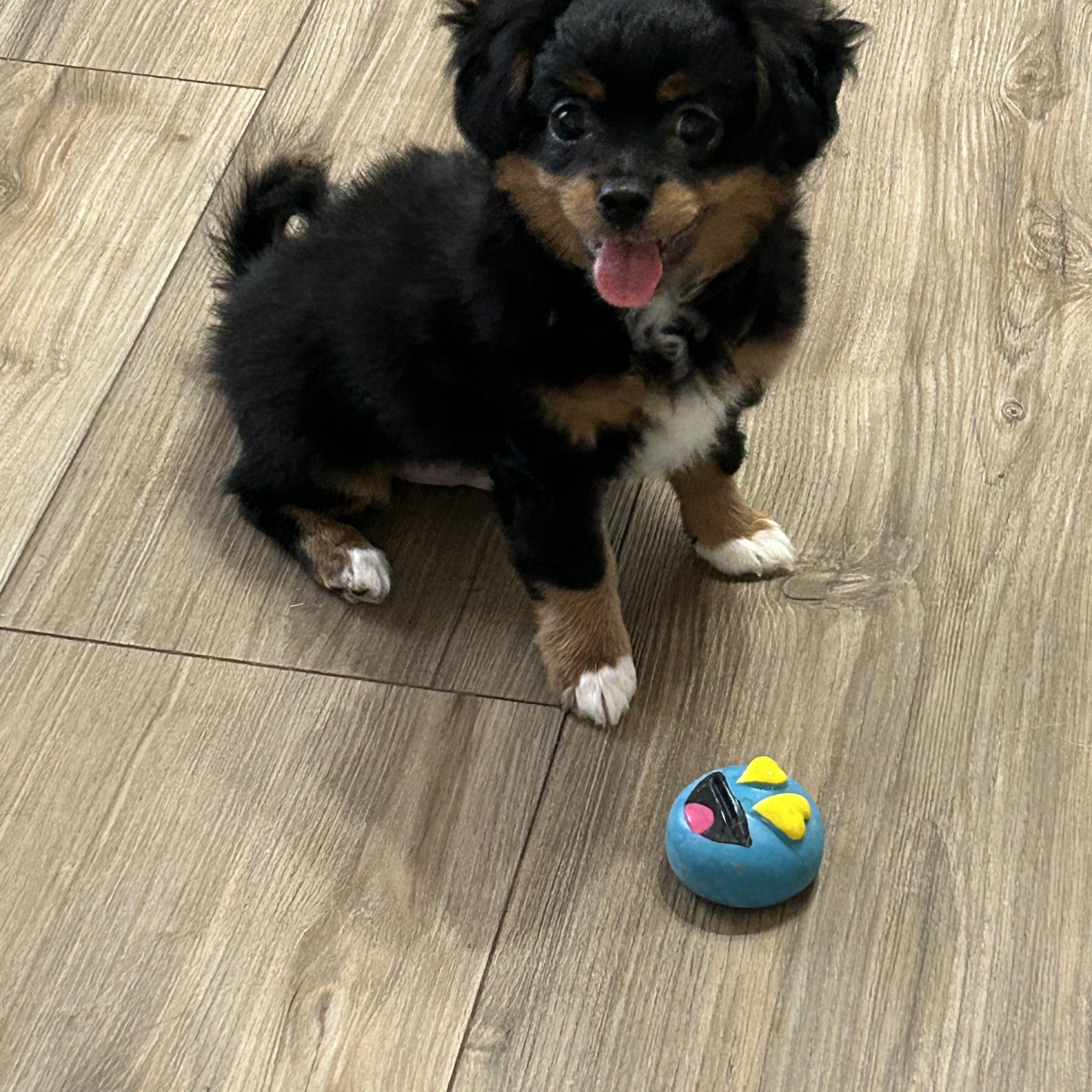 Moe, Adoptable, Puppy Male Maltipoo.