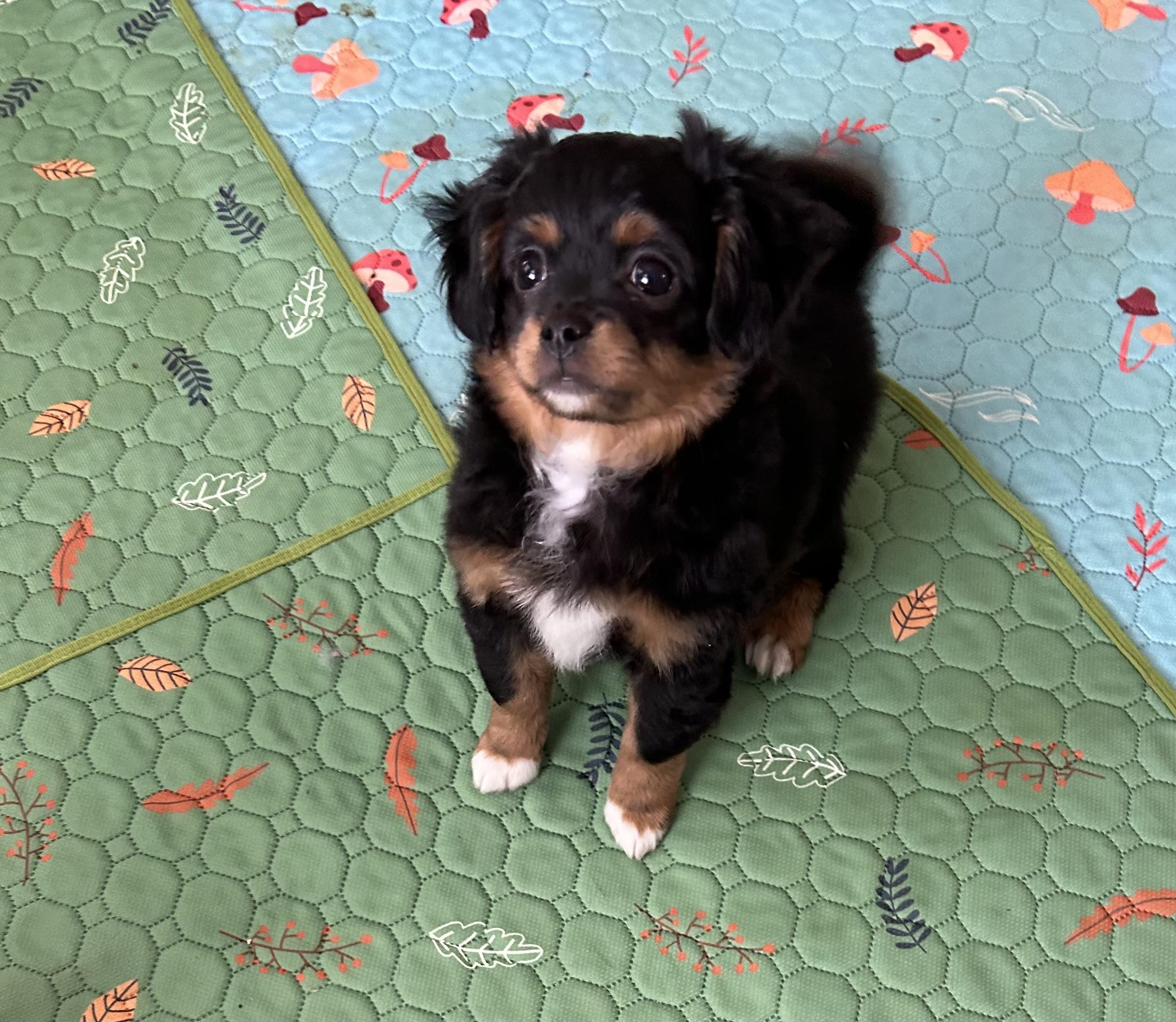Enlarge Moe, a Adoptable Maltipoo in Chickasha, OK image 4/4
