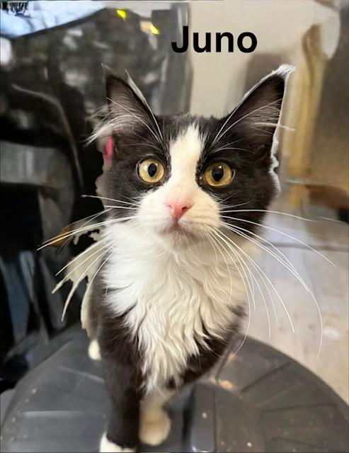 Juno photo