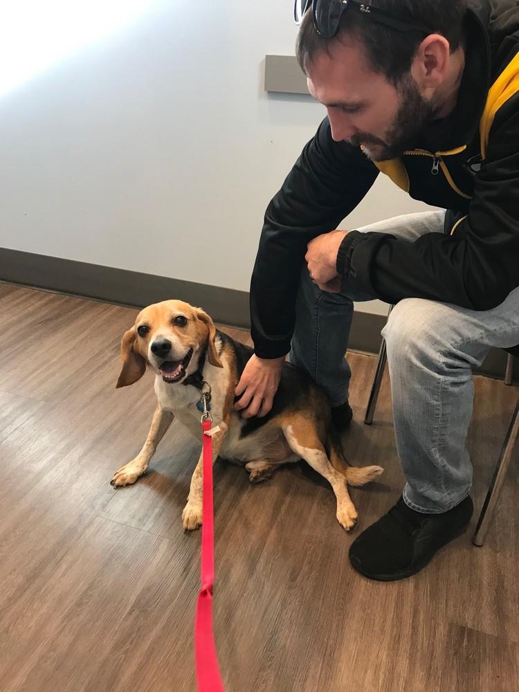 Hershel, Adopted, Adult Male Beagle.