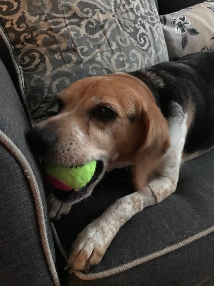 Hershel, a Adopted Beagle in Pittsburgh, PA image 2/5