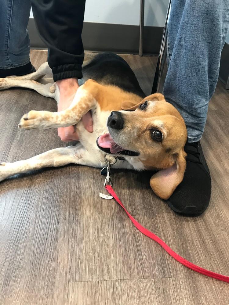 Hershel, a Adopted Beagle in Pittsburgh, PA image 3/5