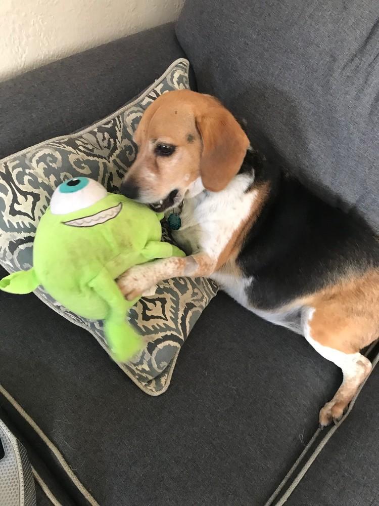 Hershel, Adopted, Adult Male Beagle.