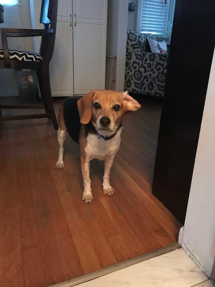 Hershel, a Adopted Beagle in Pittsburgh, PA image 5/5