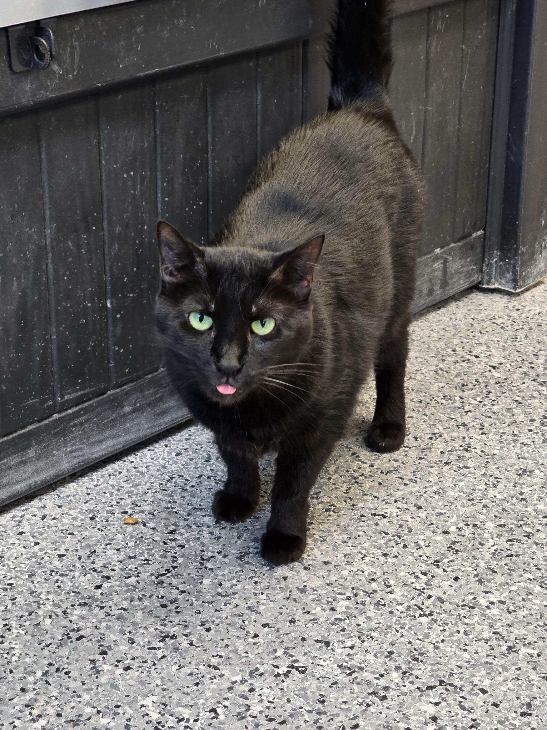 Tinker, Adoptable, Adult Female Domestic Short Hair.