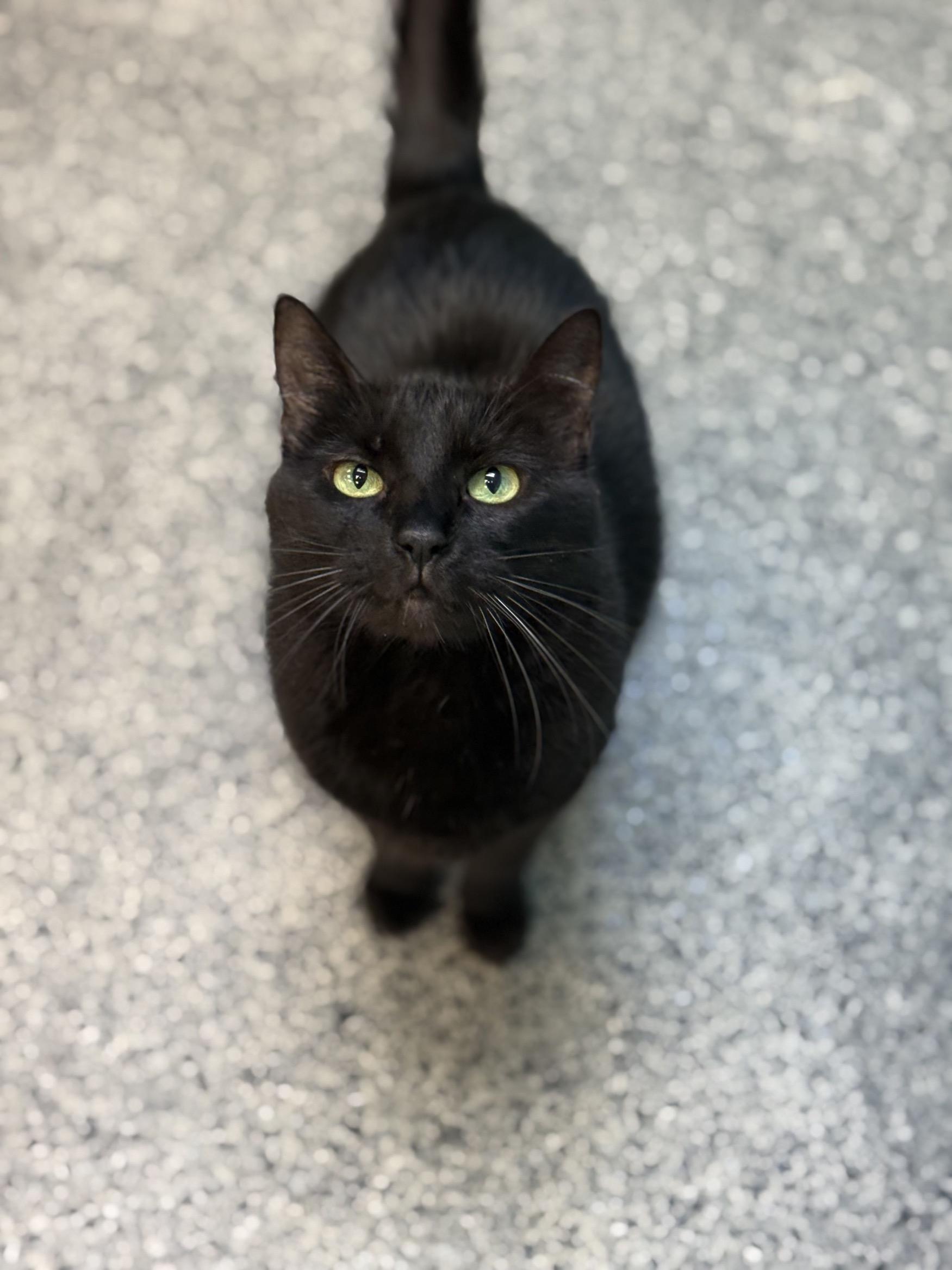 Enlarge Tinker, a Adoptable Domestic Short Hair in Circleville, OH image 2/2