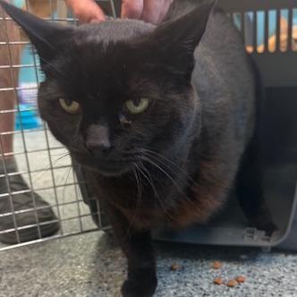 Enlarge Tinker, a ADOPTABLE Domestic Short Hair in Circleville, OH image 1/1