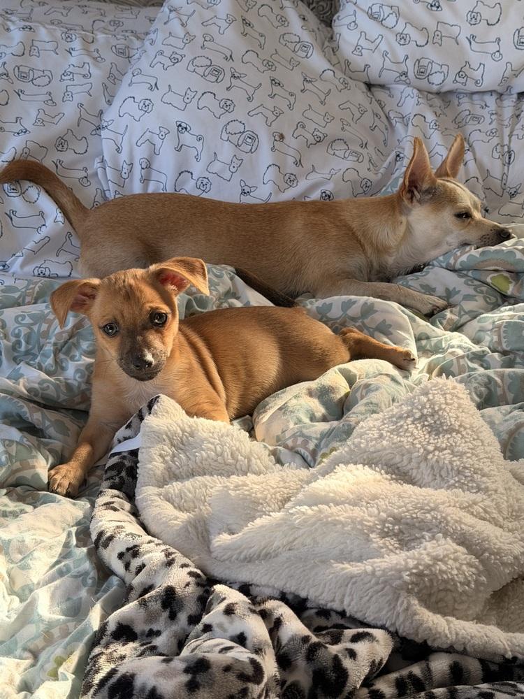 Ellen Griswold, Adoptable, Puppy Female Chihuahua.