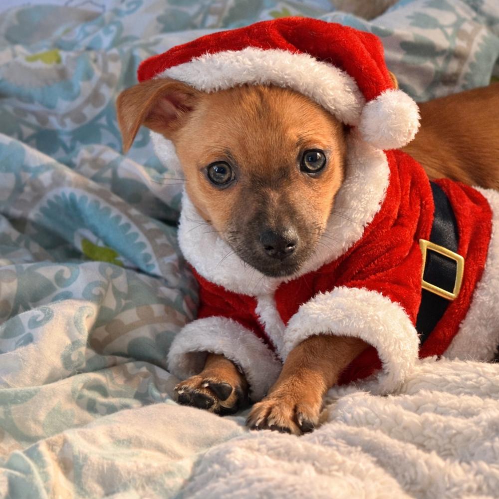 Enlarge Ellen Griswold, a Adoptable mixed breed in Willingboro, NJ image 2/6