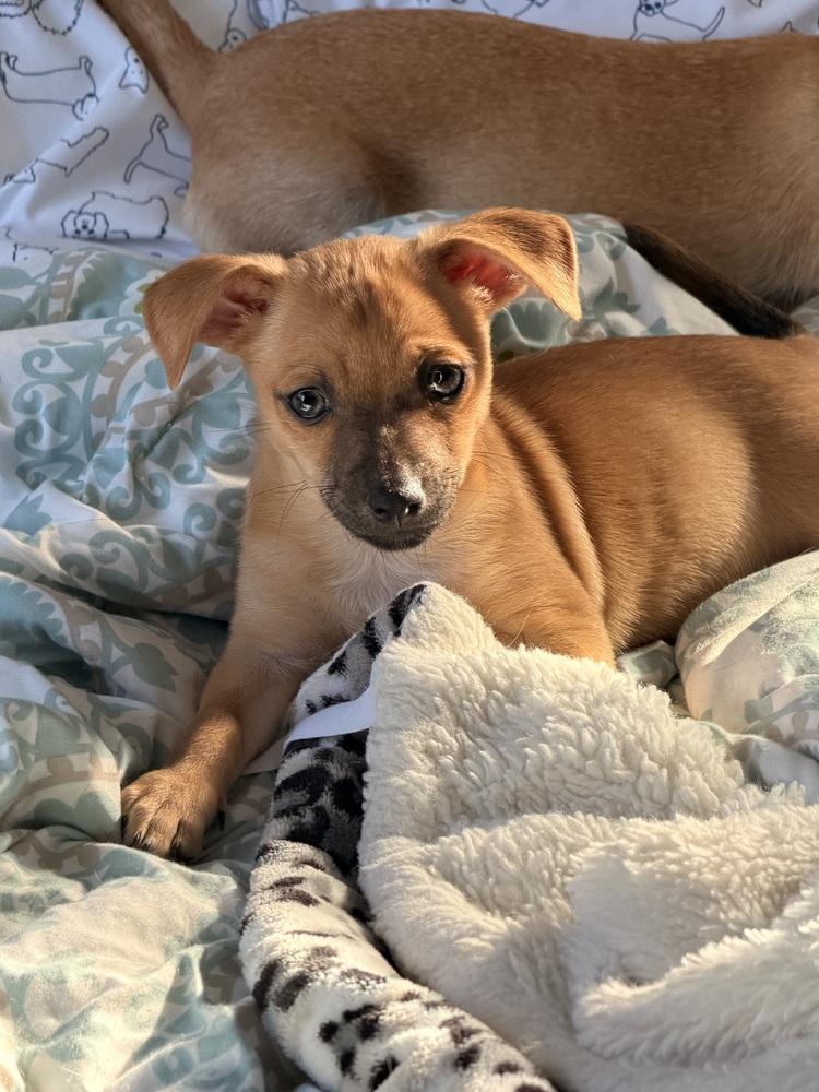 Enlarge Ellen Griswold, a Adoptable mixed breed in Willingboro, NJ image 3/6