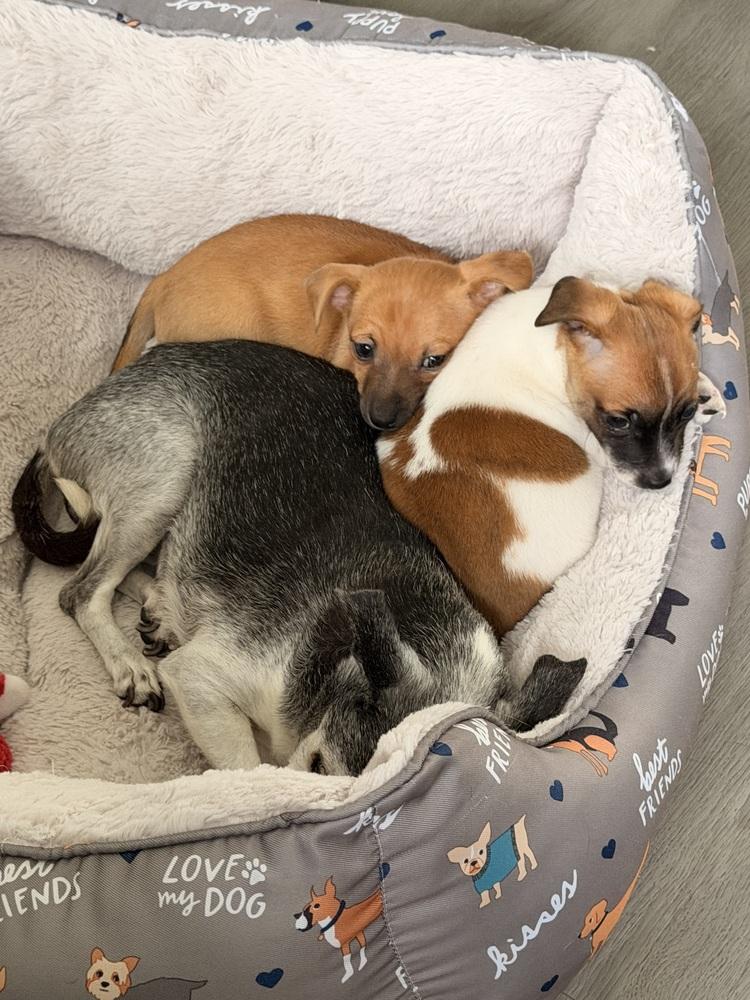 Enlarge Ellen Griswold, a Adoptable mixed breed in Willingboro, NJ image 4/6