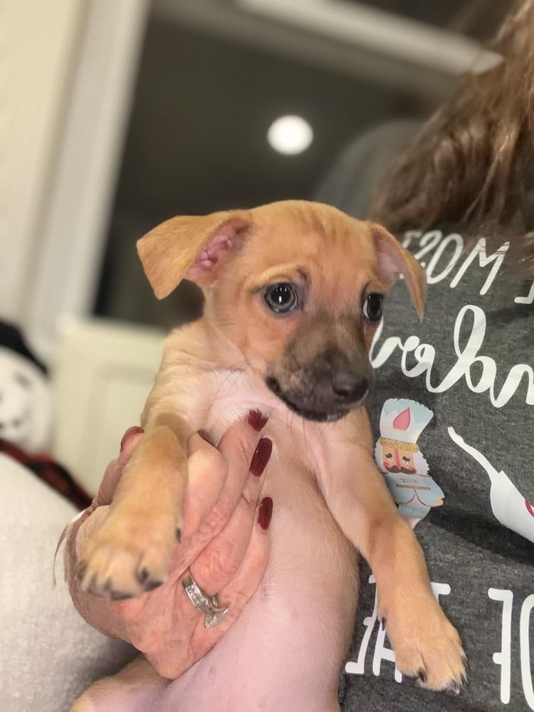 Enlarge Ellen Griswold, a Adoptable mixed breed in Willingboro, NJ image 5/6