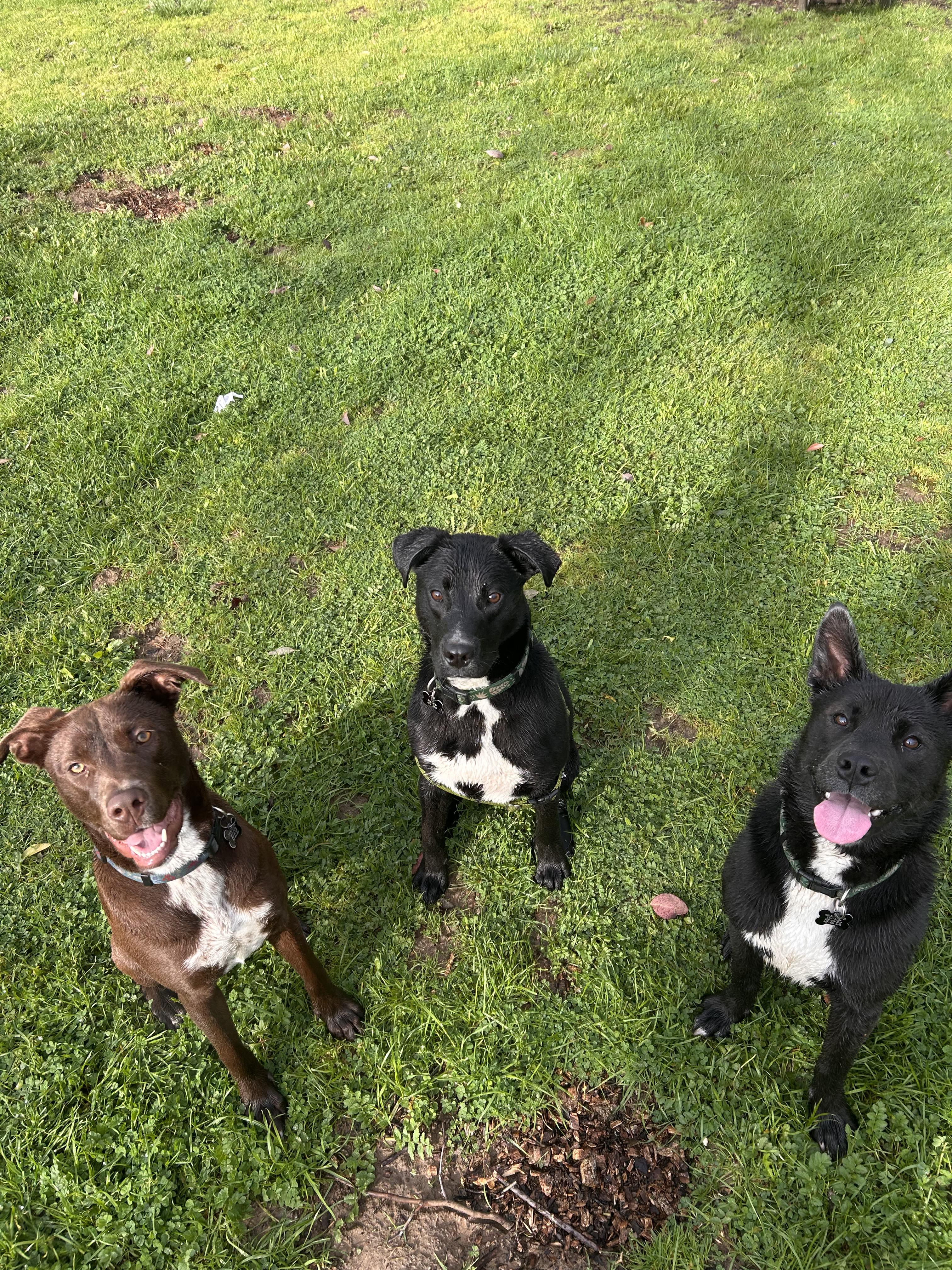 Enlarge Capuchina, a Adoptable mixed breed in Santa Rosa, CA image 3/6