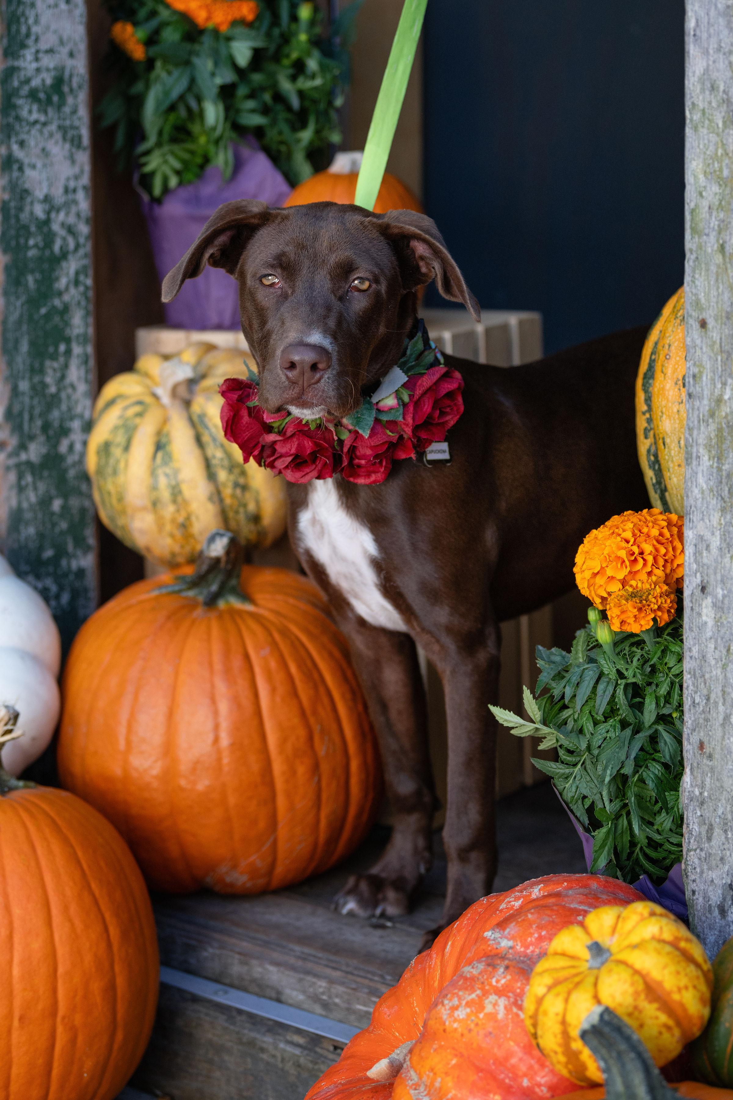 Enlarge Capuchina, a Adoptable mixed breed in Santa Rosa, CA image 3/3