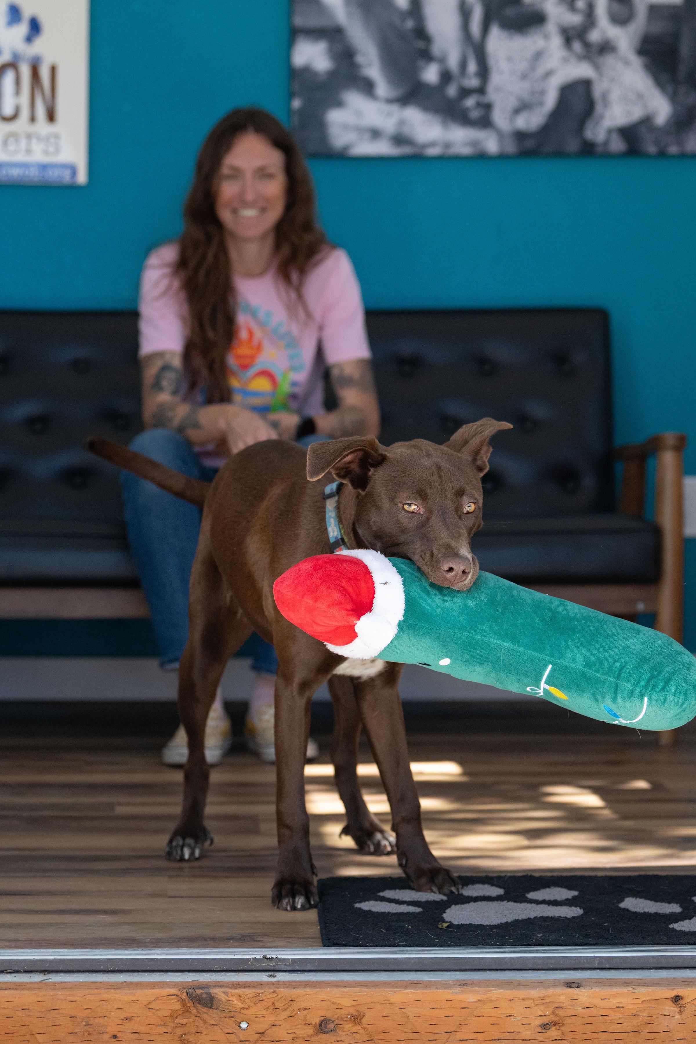 Enlarge Capuchina, a Adoptable mixed breed in Santa Rosa, CA image 6/6