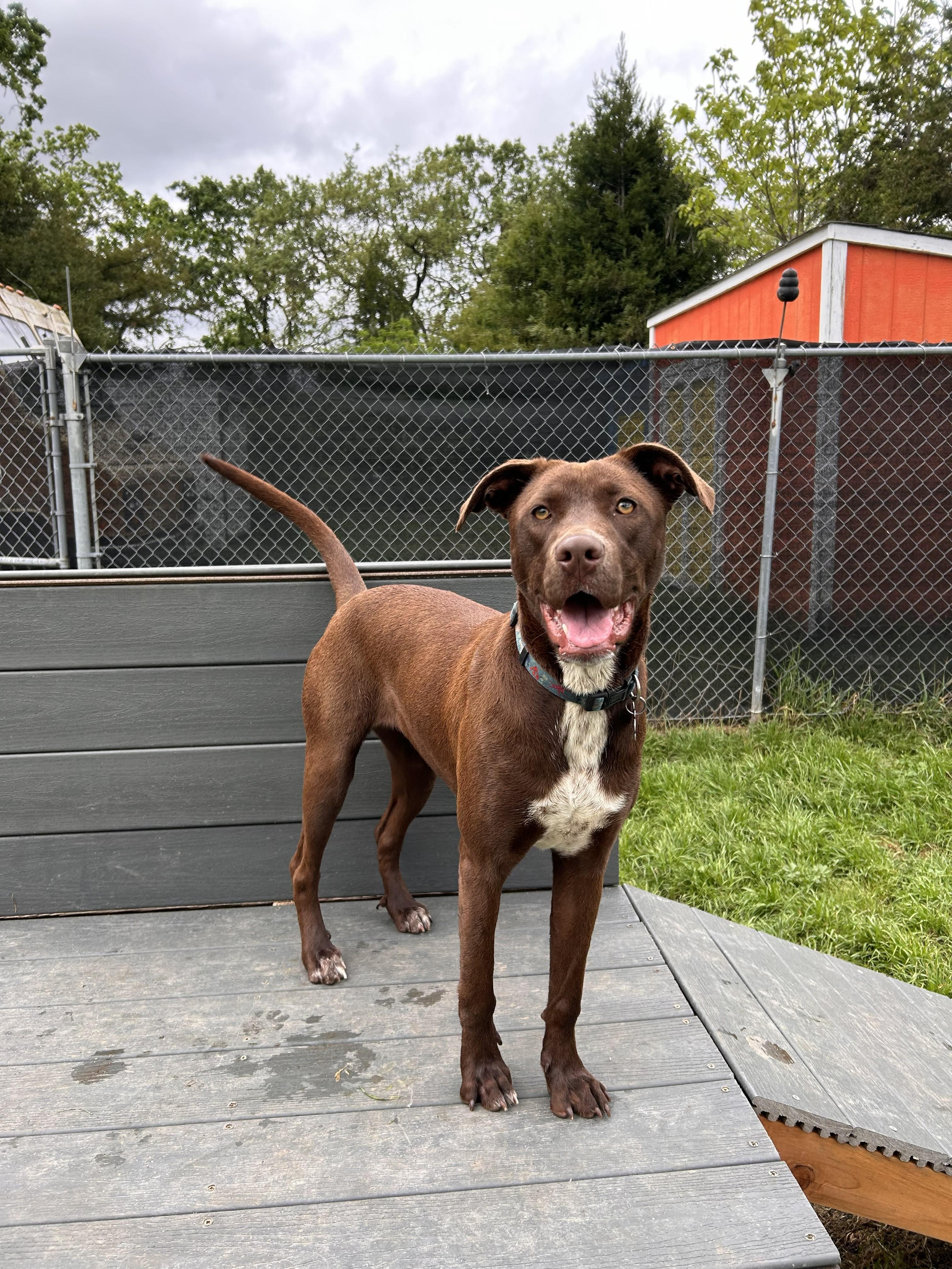 Capuchina, a Adoptable mixed breed in Santa Rosa, CA image 5/6