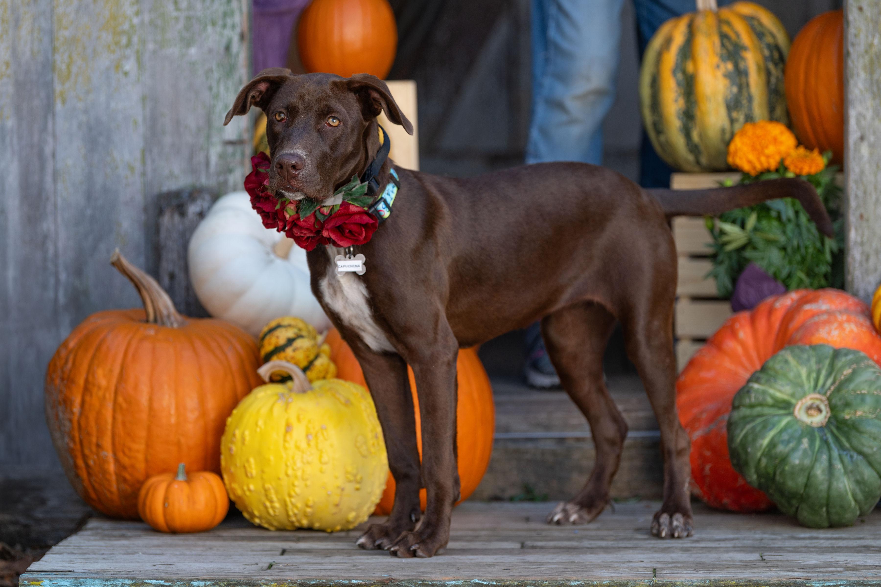 Enlarge Capuchina, a Adoptable mixed breed in Santa Rosa, CA image 2/3