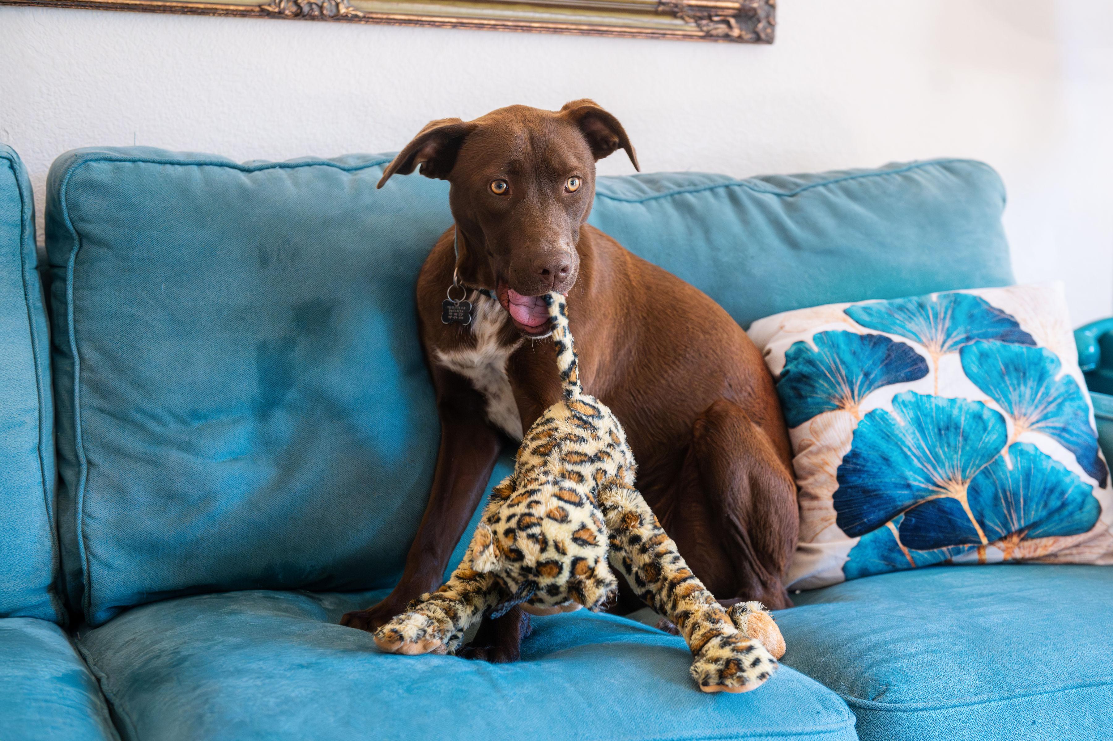 Capuchina, a Adoptable mixed breed in Santa Rosa, CA image 6/6