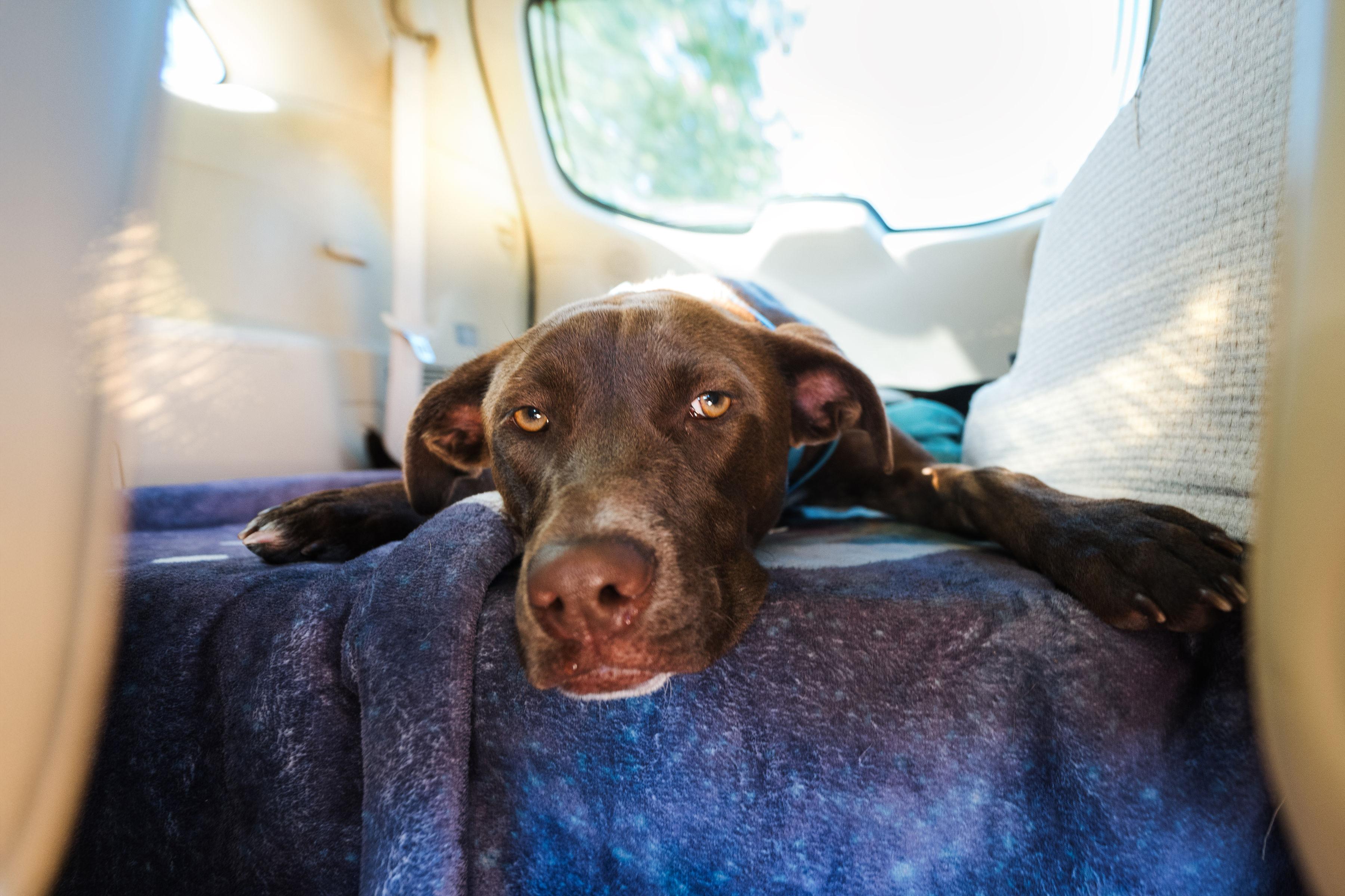 Capuchina, a Adoptable mixed breed in Santa Rosa, CA image 5/6