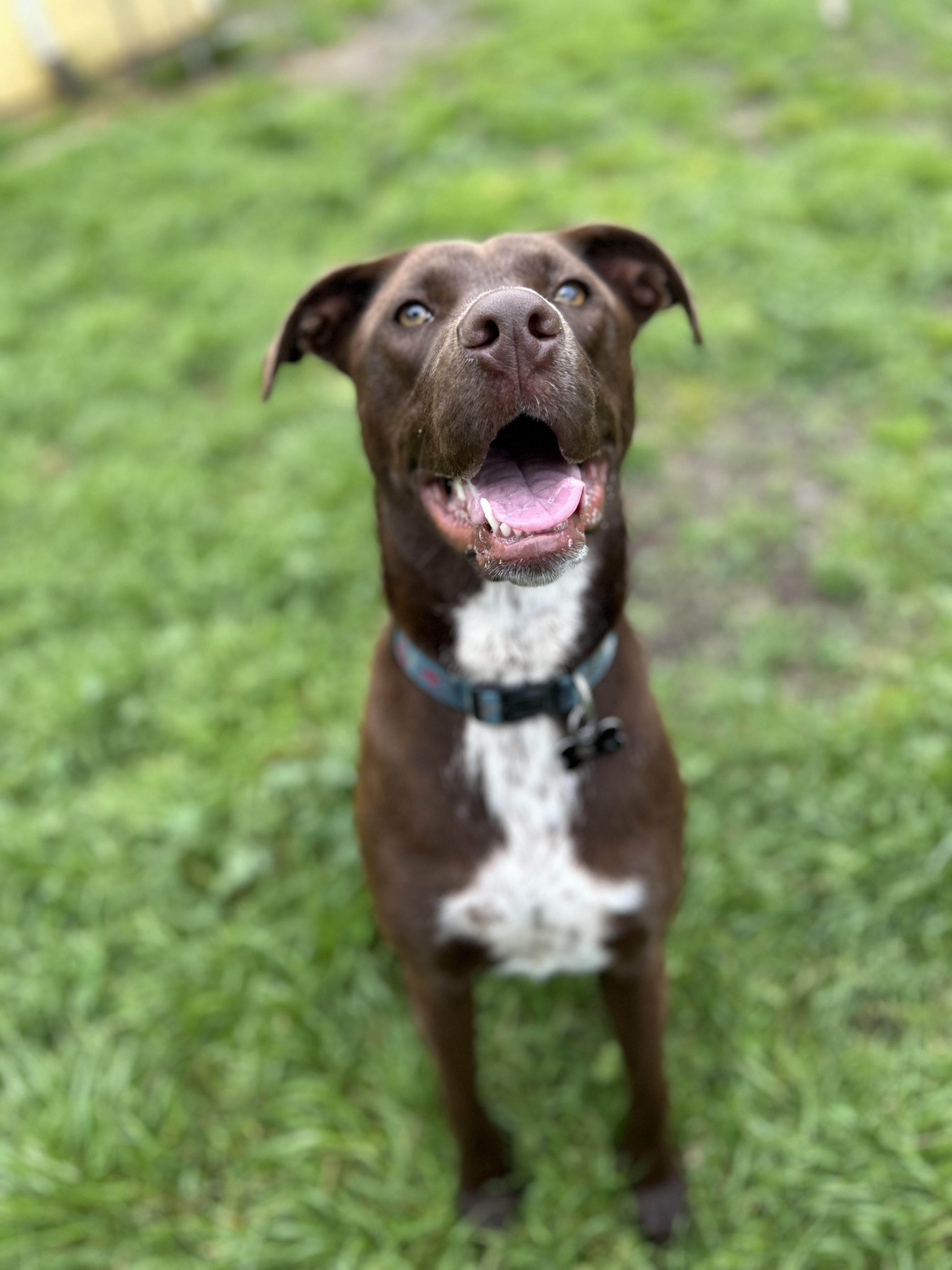 Capuchina, Adoptable, Young Female Pointer.
