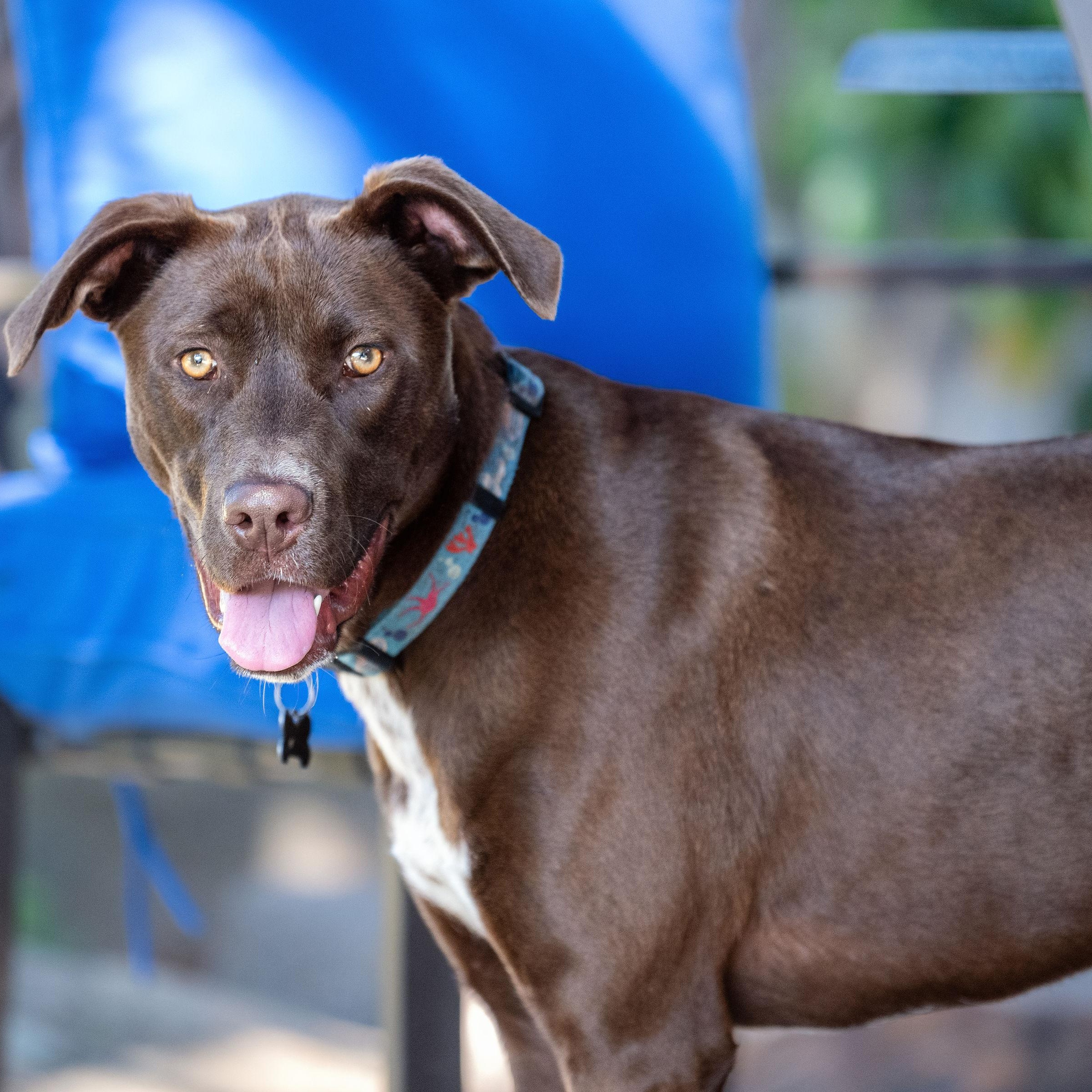 Capuchina, a Adoptable mixed breed in Santa Rosa, CA image 1/6