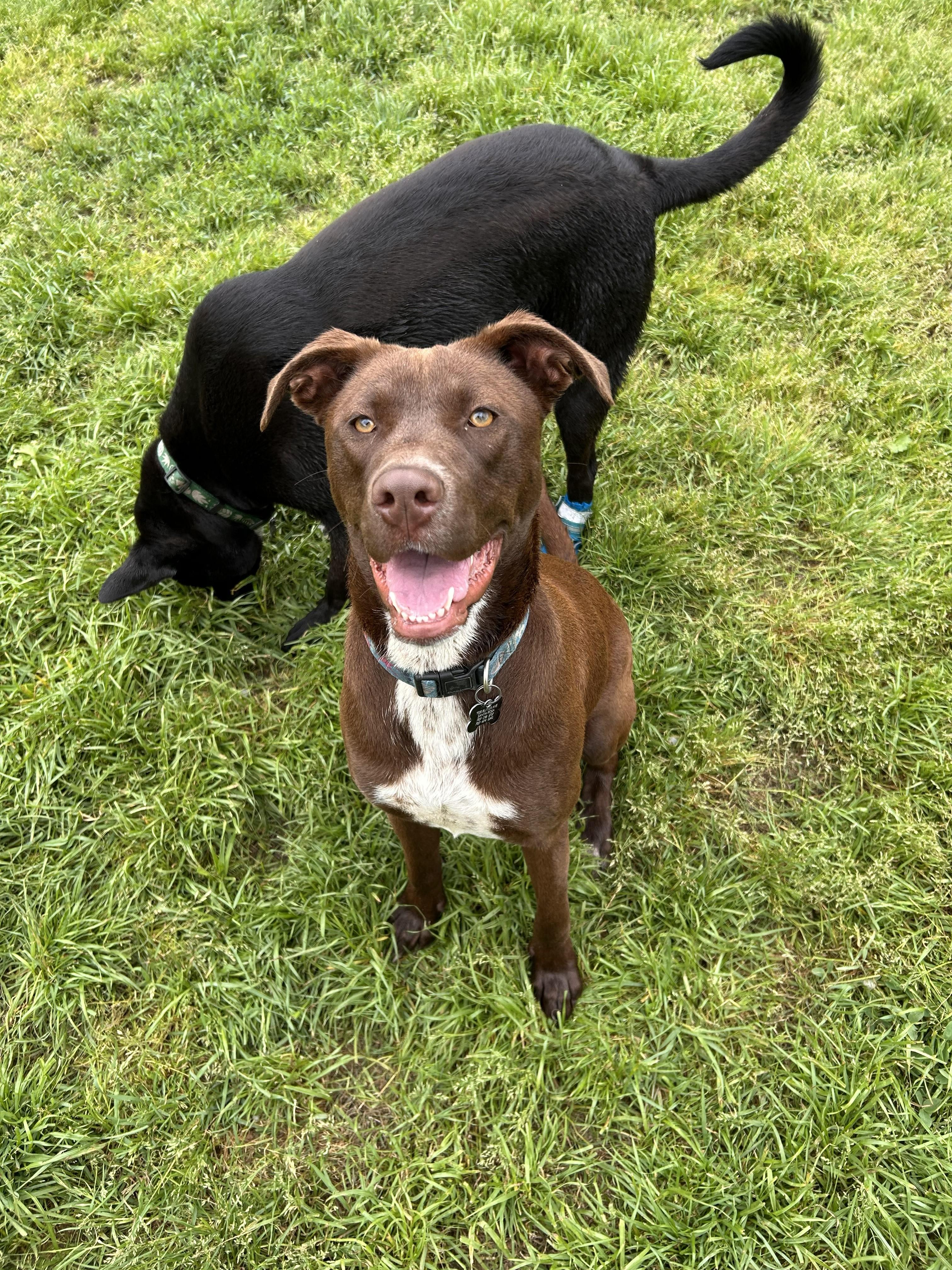 Capuchina, a Adoptable mixed breed in Santa Rosa, CA image 6/6