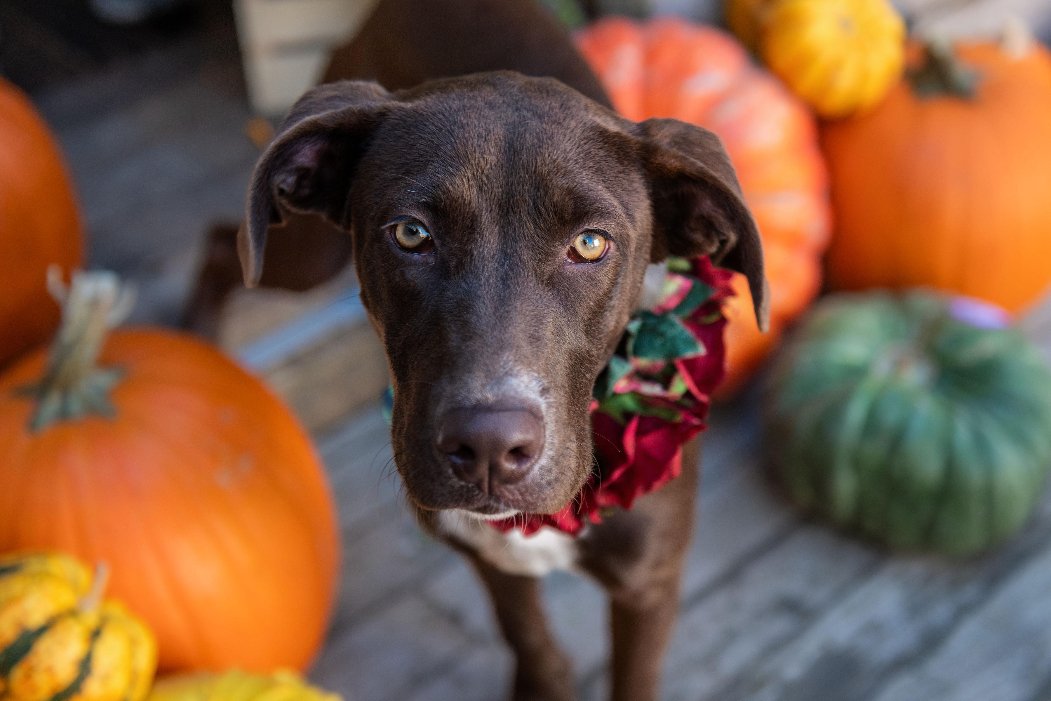 Capuchina, Adoptable, Young Female Pointer.
