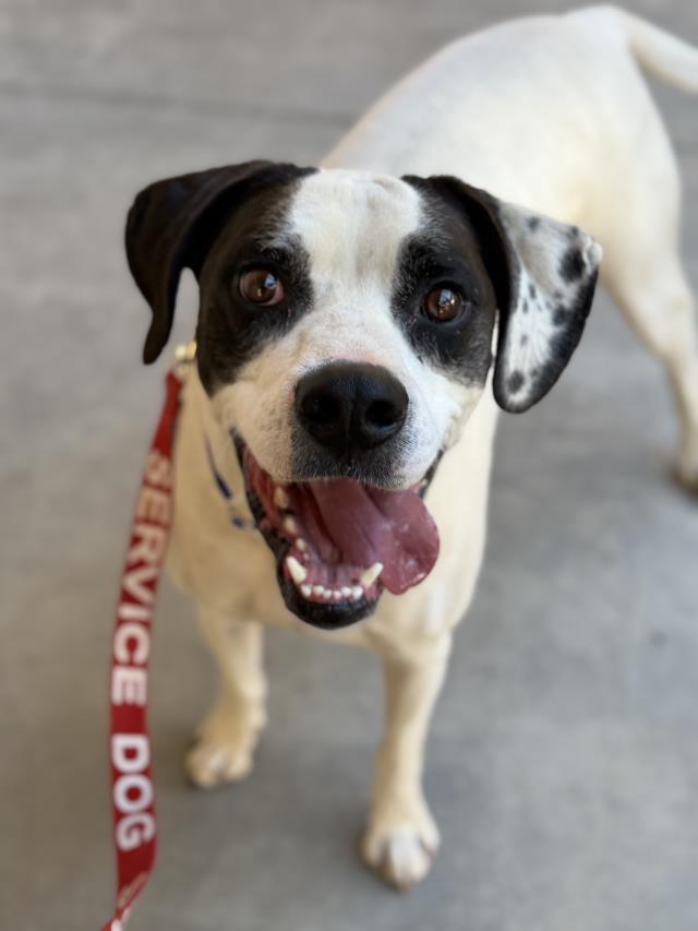 THOR, Adoptable, Young Male Boxer.