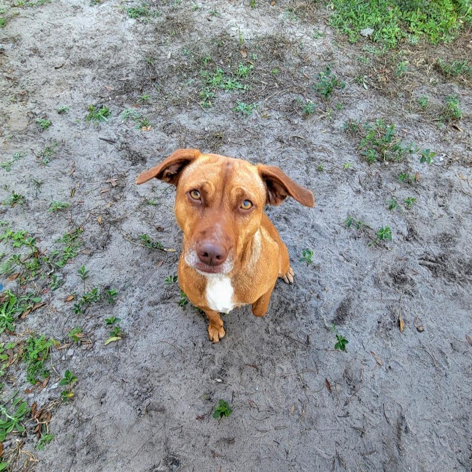 Enlarge Isabelle, a Adoptable Mixed Breed in Lake Panasoffkee, FL image 1/5
